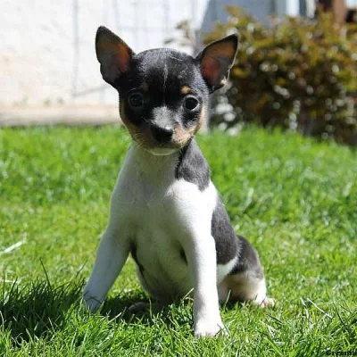 Fox Terrier-Smooth