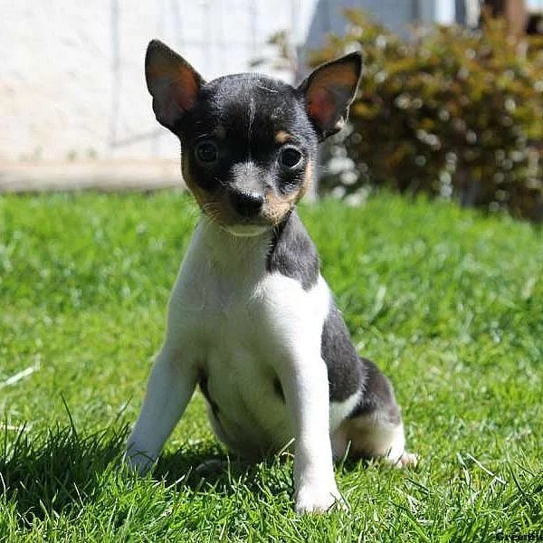 Fox Terrier-Smooth