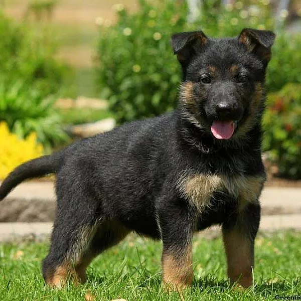 German Shepherd
