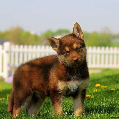German Shepherd Mix