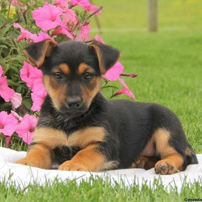 German Shepherd-Miniature