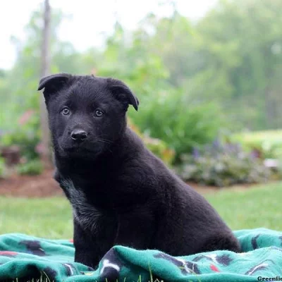 German Sheprador