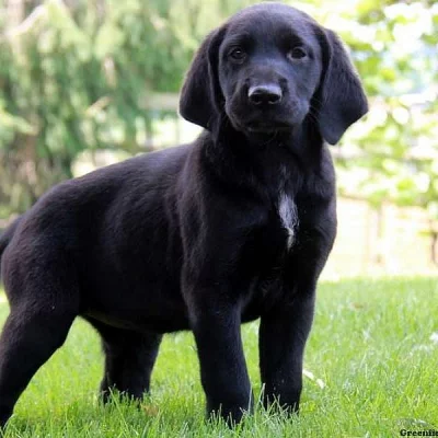 German Shorthaired Pointer Mix