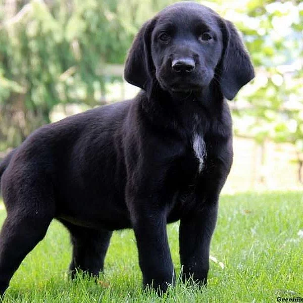German Shorthaired Pointer Mix