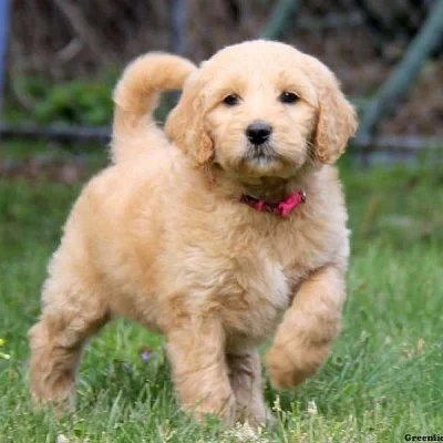 Goldendoodle