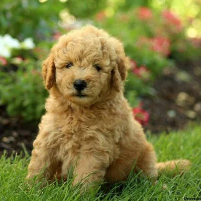 Goldendoodle-Miniature