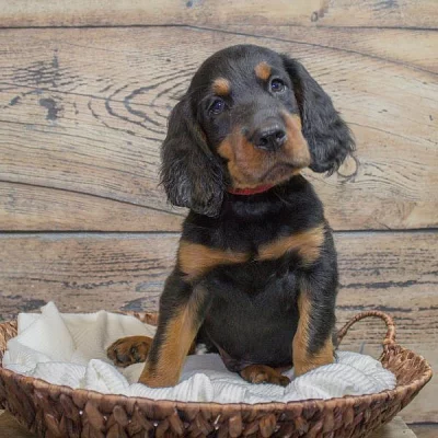 Gordon Setter