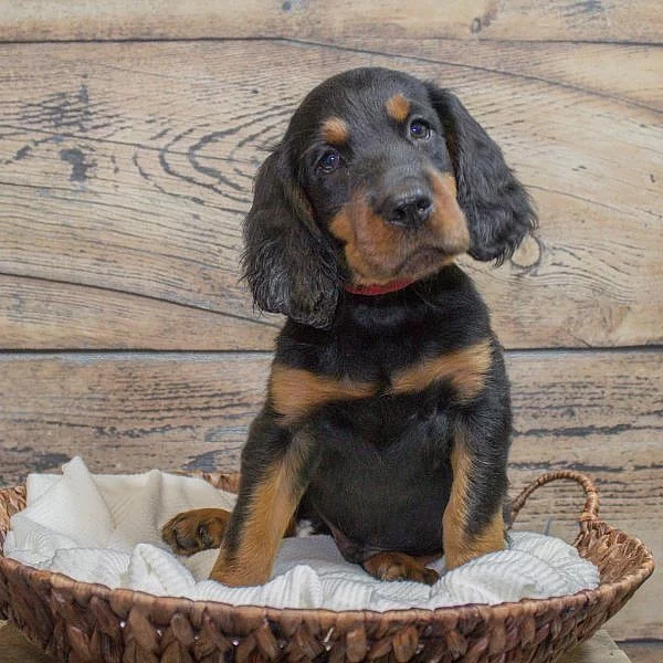 Gordon Setter