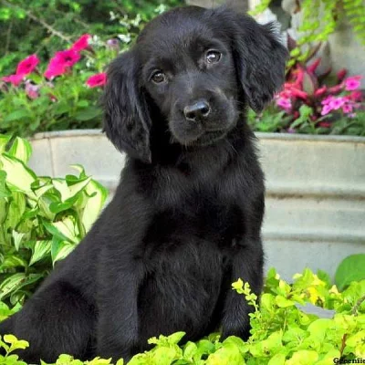 Gordon Setter Mix
