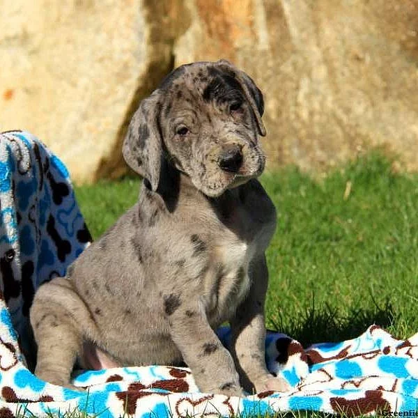 Great Dane Puppies
