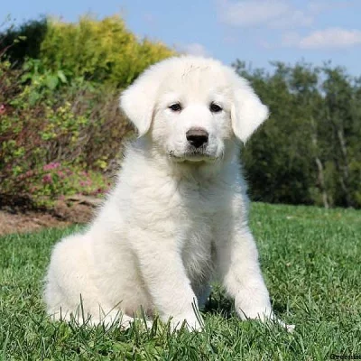 Great Pyrenees