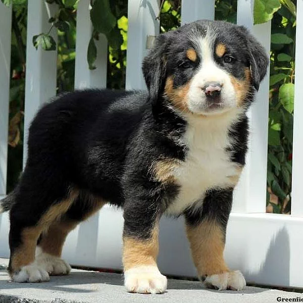Greater Swiss Mountain Dog