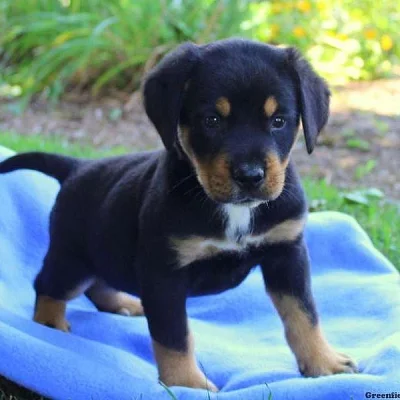 Greater Swiss Mountain Dog Mix