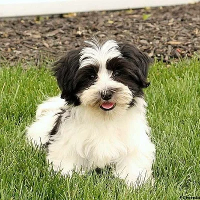 Havachon Puppies