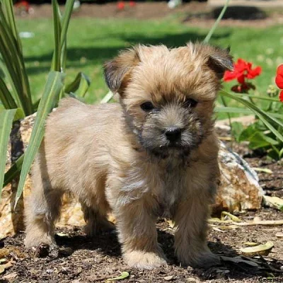 Havashire Puppies