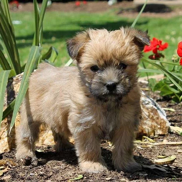 Havashire Puppies