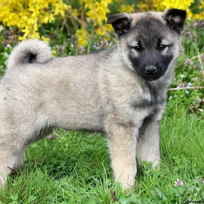 Keeshond Mix Puppies