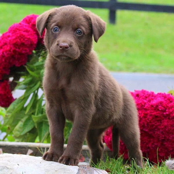 Labrador Mix
