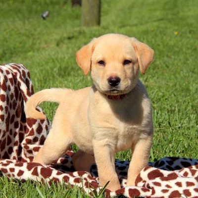 Labrador Retriever-Yellow