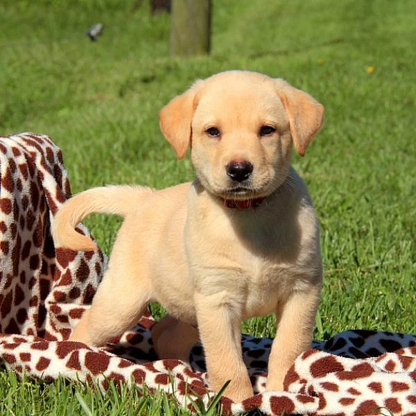 Labrador Retriever-Yellow