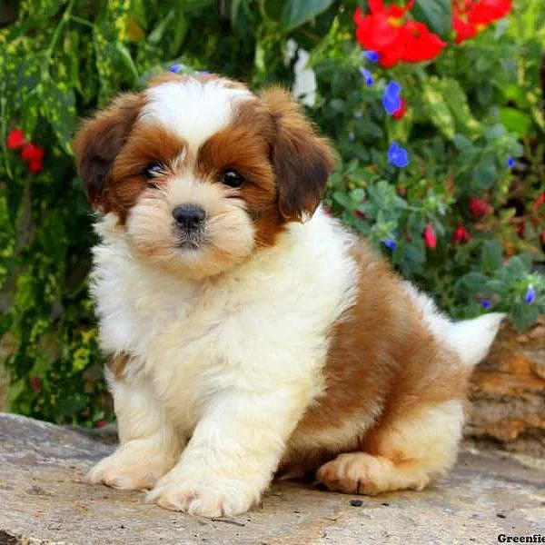 Lhasa Apso