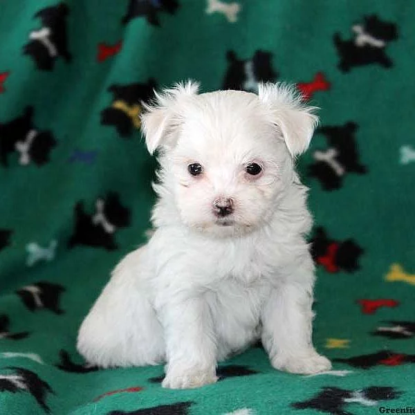 Maltese