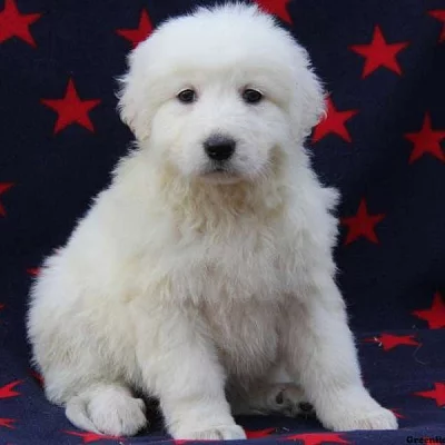 Maremma Sheepdog
