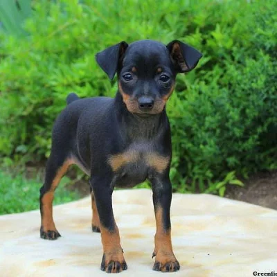 Miniature Pinscher