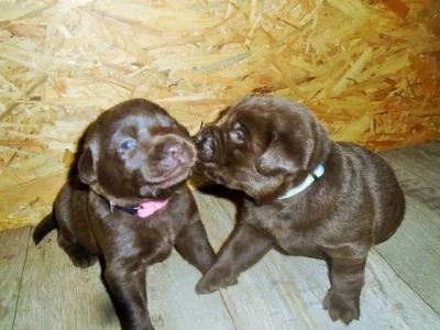 Labradorský retriever s PP čokoládový