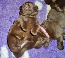 Labradorský retriever s PP čokoládový