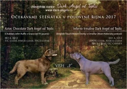 Labradorský retriever s PP čokoládový