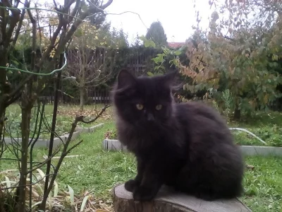 Daruji koťátka