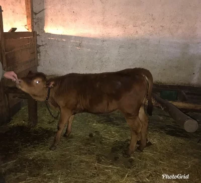 Prodám jalovičku