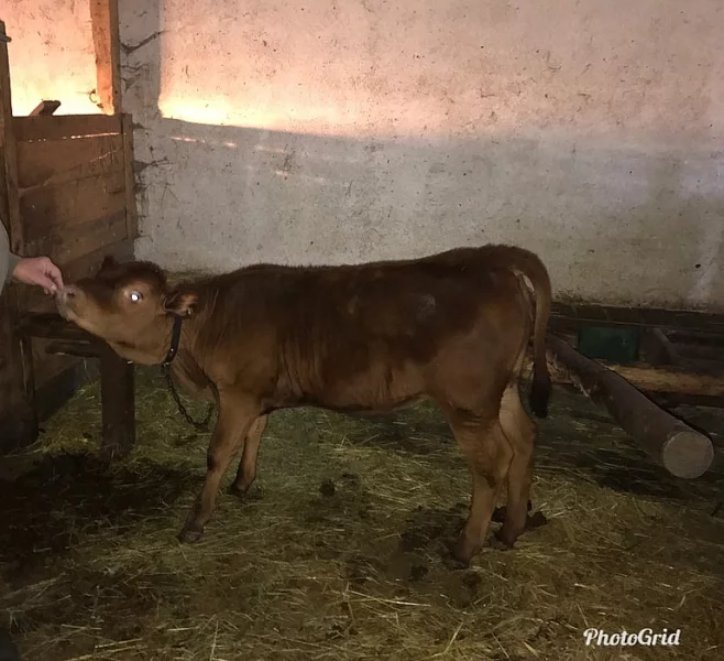 Prodám jalovičku