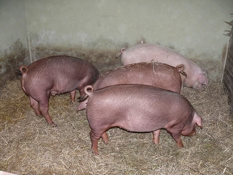 Vykrmená prasata