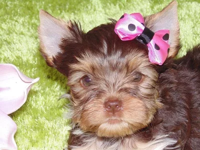 Biro yorkshire terrier  s PP