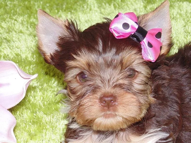 Biro yorkshire terrier s PP