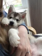 Sibírsky husky, hasky šteniatka