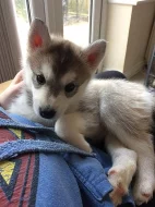 Sibírsky husky, hasky šteniatka