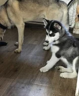 Sibírsky husky, hasky šteniatka