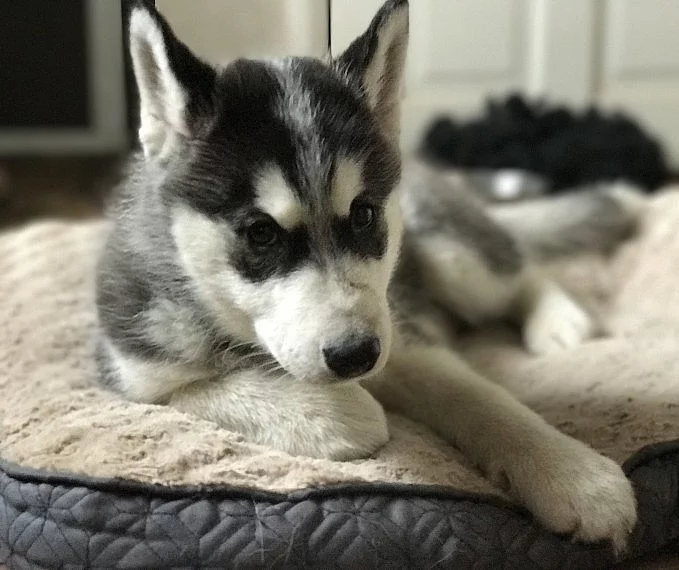 Sibírsky husky, hasky šteniatka