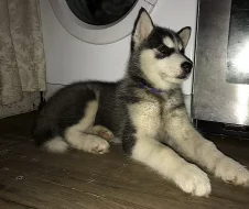 Sibírsky husky, hasky šteniatka