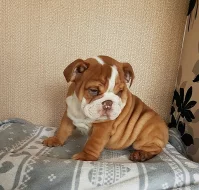 anglický buldok, buldog ( bulldog) štěňátka s PP