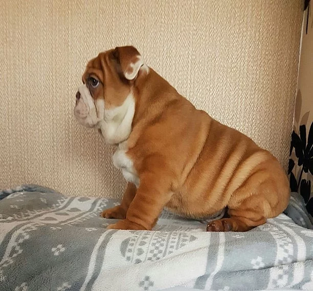 anglický buldok, buldog ( bulldog) štěňátka s PP