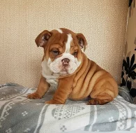 anglický buldok, buldog ( bulldog) štěňátka s PP