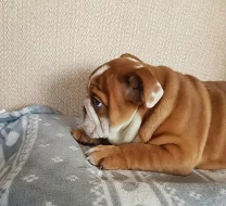 anglický buldok, buldog ( bulldog) štěňátka s PP