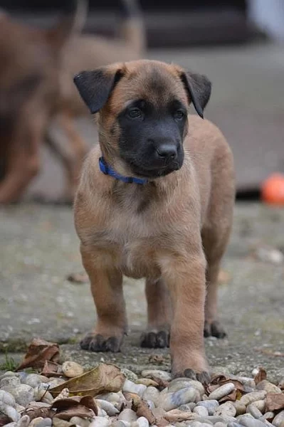 PRODÁM ŠTĚNĚ, belgický ovčák-Malinois-PSA s PP, nar. 09/2017