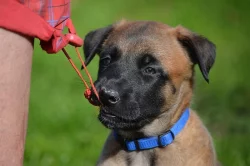 PRODÁM ŠTĚNĚ, belgický ovčák-Malinois-PSA s PP, nar. 09/2017