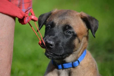 PRODÁM ŠTĚNĚ, belgický ovčák-Malinois-PSA s PP, nar. 09/2017