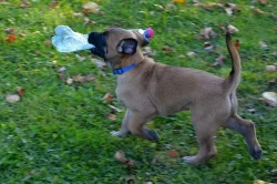 PRODÁM ŠTĚNĚ, belgický ovčák-Malinois-PSA s PP, nar. 09/2017
